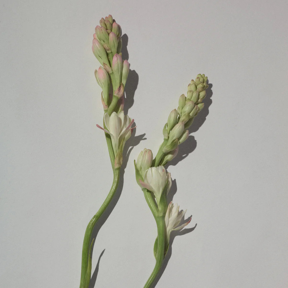Vesper Bloom