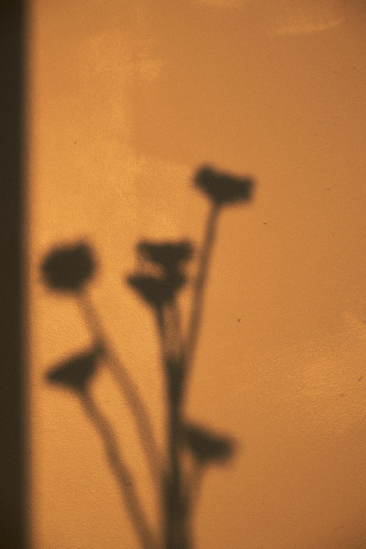 Analog brand supporting photograph