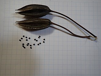 Ambrette seed pods and seeds