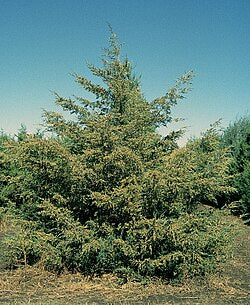 Virginia cedar, Juniperus virginiana, one source of cedarwood oil
