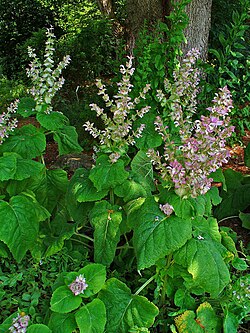 Clary sage plant in flower