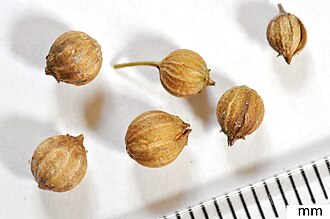 Dried coriander fruits, commonly called coriander seeds