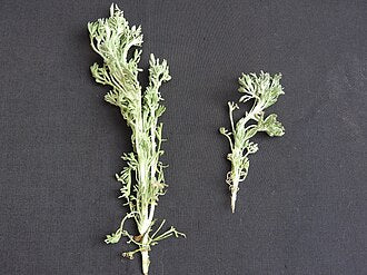 Davana foliage