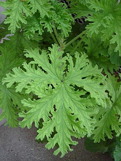 Rose-scented pelargonium foliage
