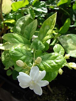 Jasminum sambac flowers, one of the jasmines used in perfumery