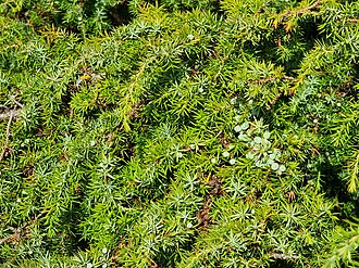 Berry-like cones on common juniper, Juniperus communis