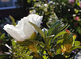 Cistus ladanifer, the shrub that produces labdanum resin