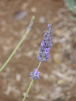 Lavandula angustifolia flowers
