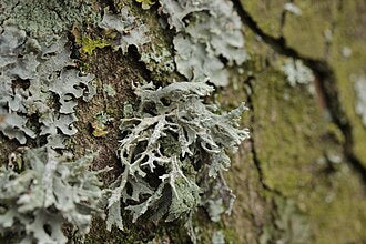 Oakmoss lichen, Evernia prunastri
