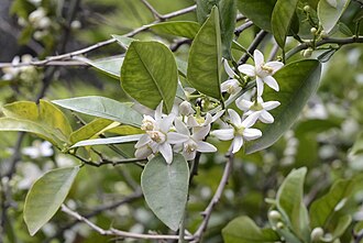 Flowers of the bitter orange tree