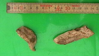 Dried Iris germanica rhizomes, known as orris root
