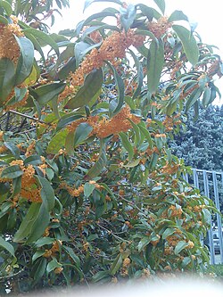 Osmanthus fragrans flowers