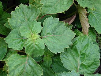 Green leaves of the patchouli plant, Pogostemon cablin