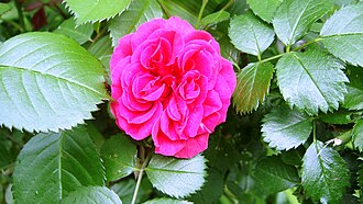 Damask rose flowers, one of the roses used in perfumery