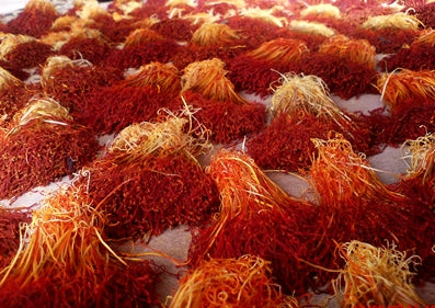 Harvested saffron threads