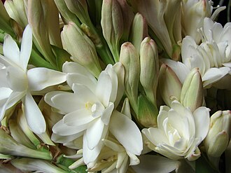 Tuberose flowers