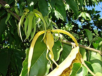 Ylang-ylang flowers on a Cananga odorata tree